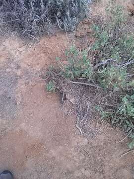 Image of Large blue sage