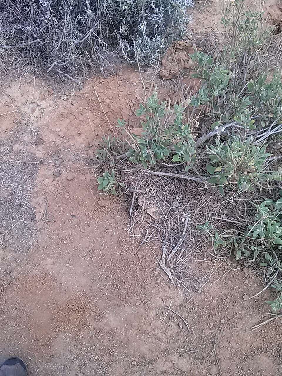 Image of Dassie Sage