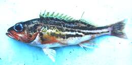 Image of Greenstriped rockfish