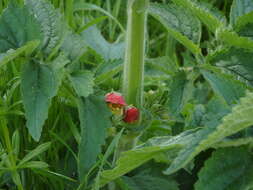 Image of Scrophularia grandiflora DC.