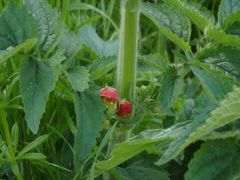 Scrophularia grandiflora DC. resmi