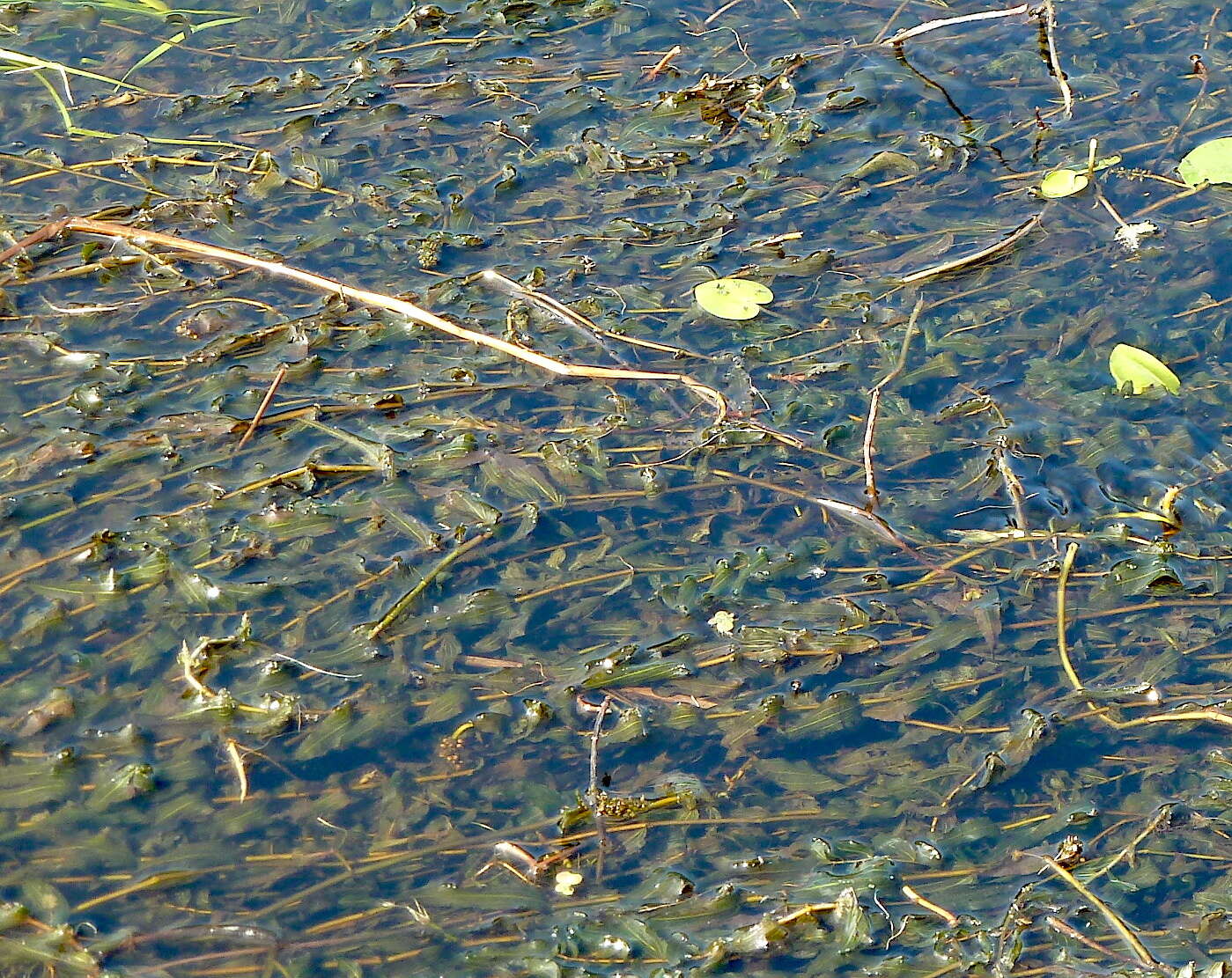 Sivun Potamogeton nitens Weber kuva