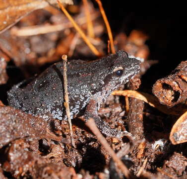 Image of Eastern Smooth Frog