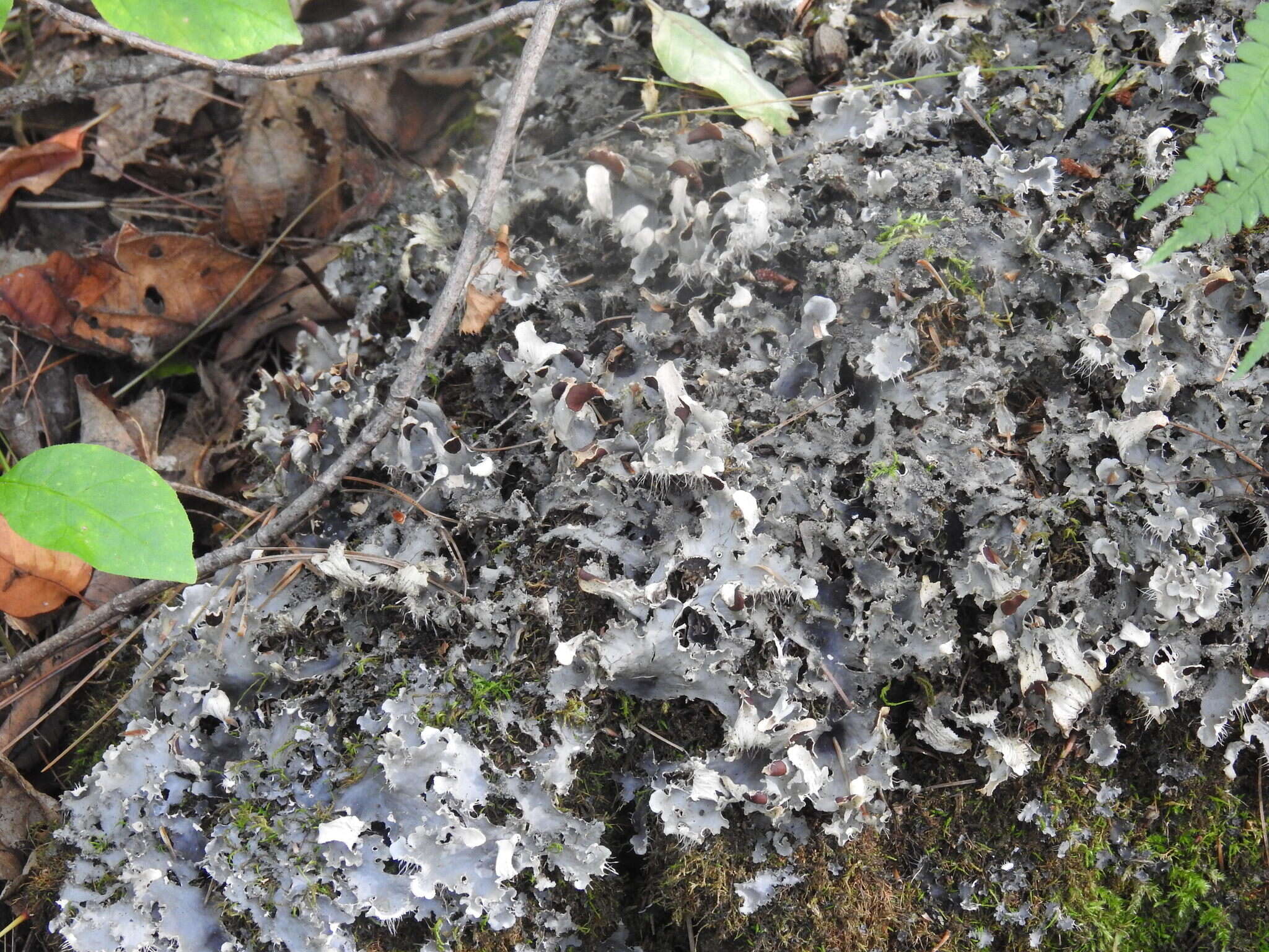 Image of felt lichen