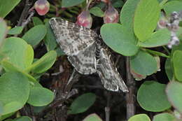 Image of Rheumaptera hastata thulearia Herrich-Schäffer 1848