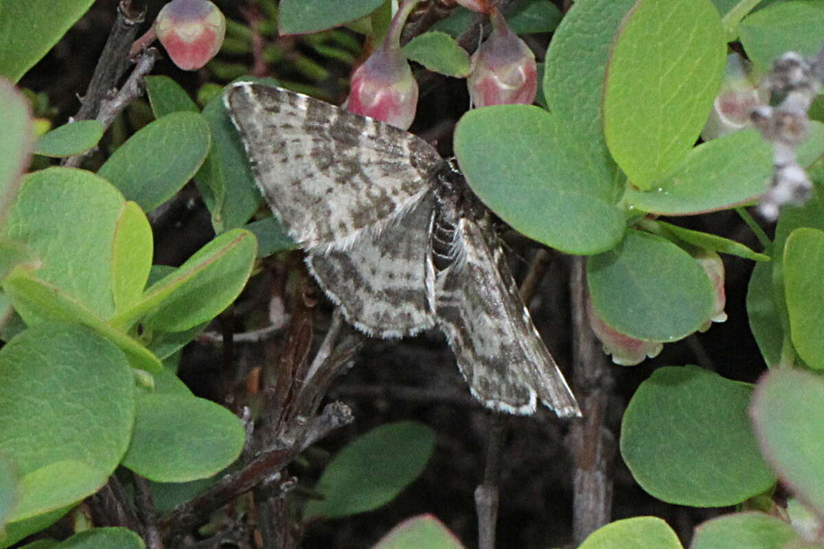 Image of Rheumaptera hastata thulearia Herrich-Schäffer 1848