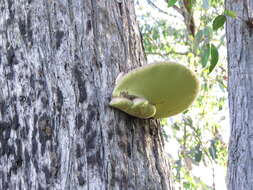 Image of Laetiporus portentosus (Berk.) Rajchenb. 1995