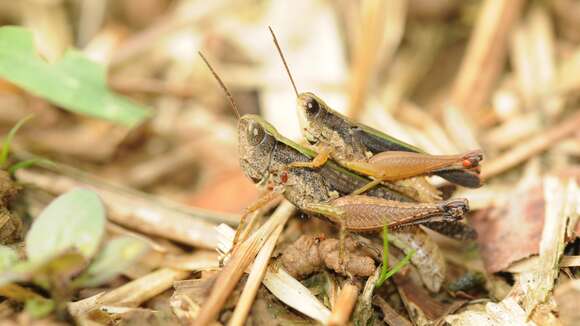 Orphulella concinnula (Walker & F. 1870) resmi