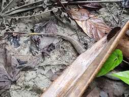 Image of Smooth-scaled Death Adder