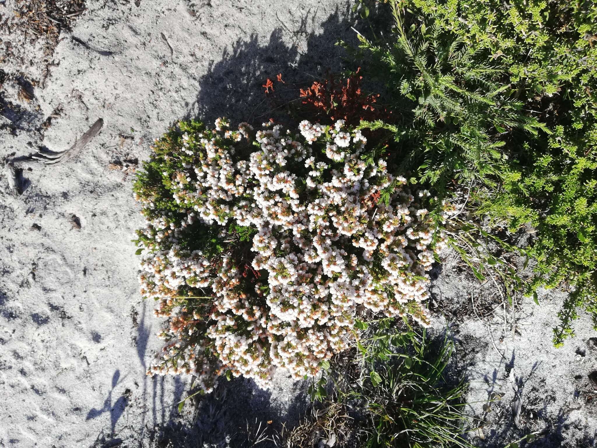 Image of Erica subdivaricata Berg.