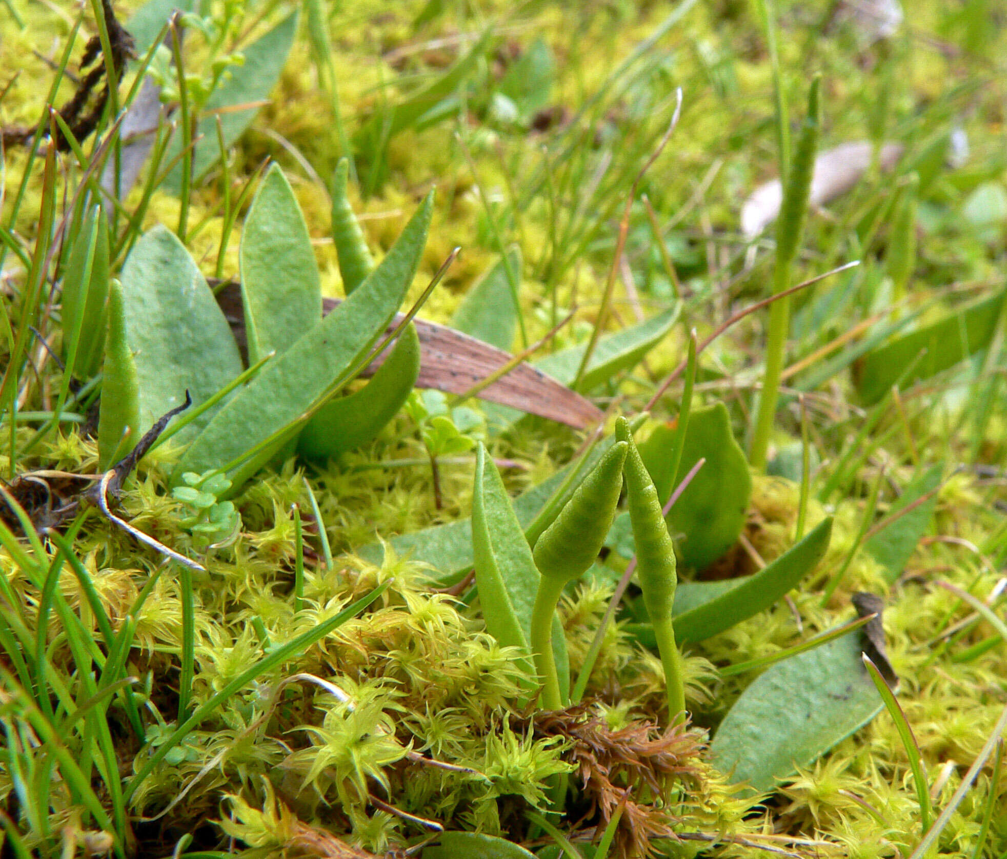 Слика од Ophioglossum lusitanicum L.