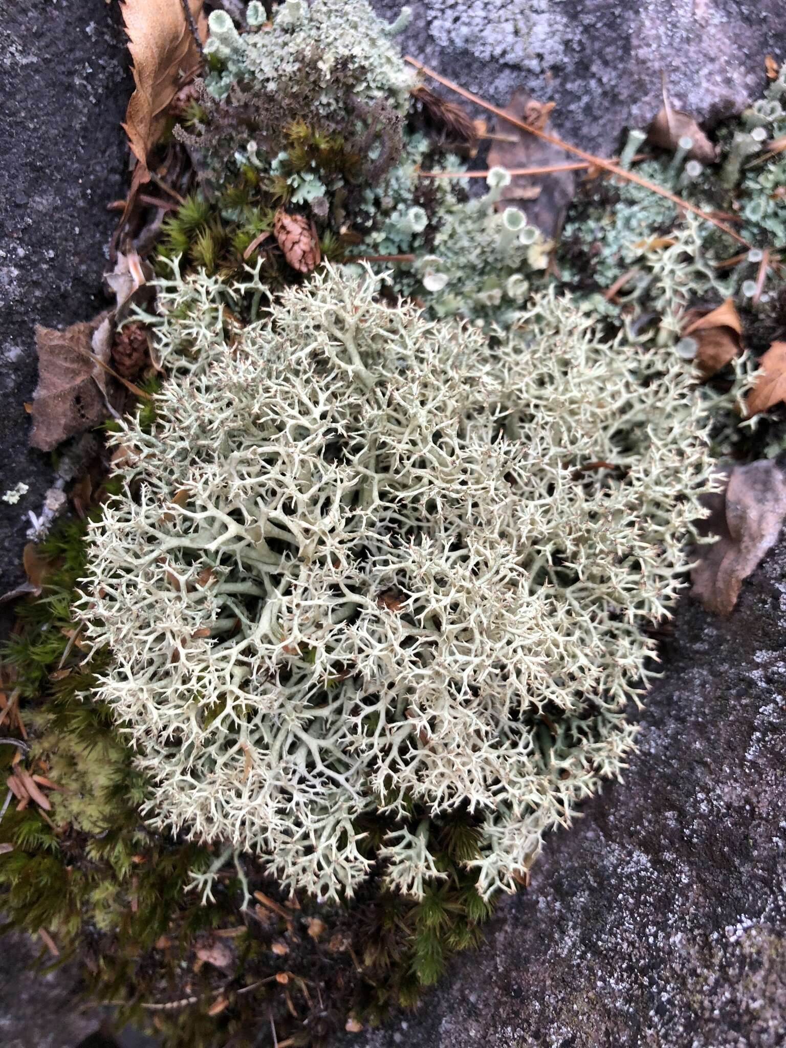 Image of reindeer lichen