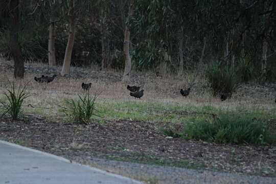 Image of Black-tailed Native-hen