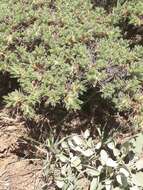 Image of gum tragacanth milkvetch