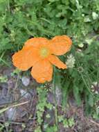 Image of Papaver oreophilum Rupr.