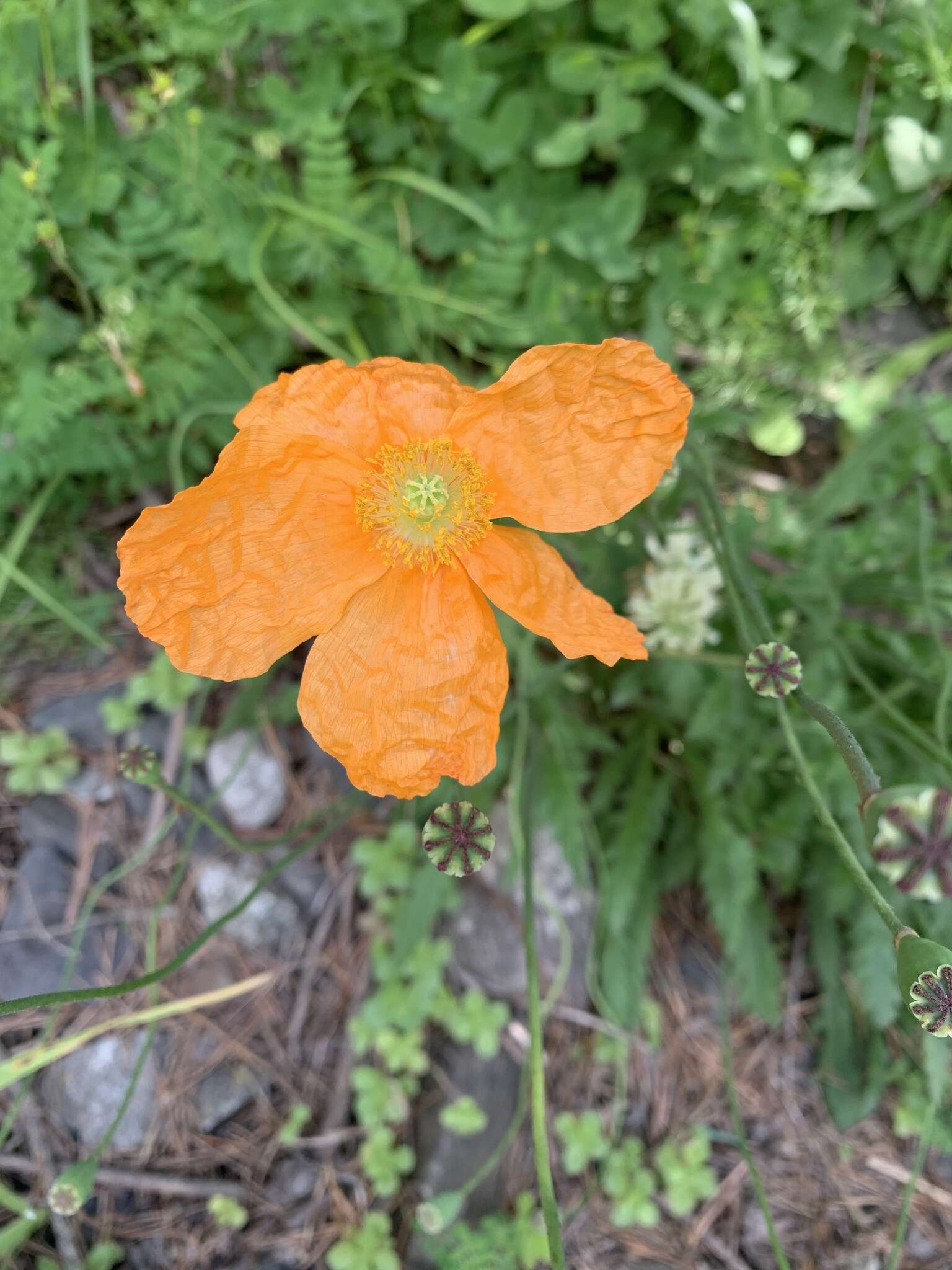 Image of Papaver oreophilum Rupr.