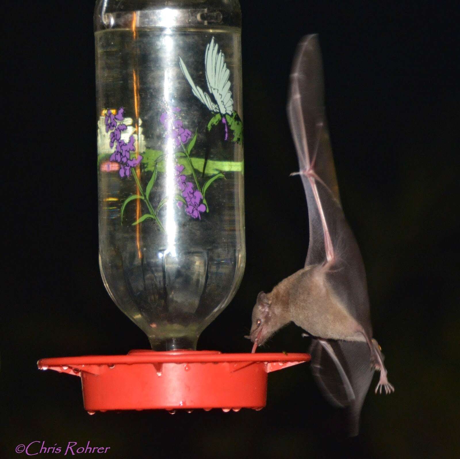 Image of Lesser Long-nosed Bat