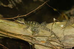 صورة Basiliscus vittatus Wiegmann 1828