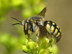 Anthidium loti Perris 1852的圖片