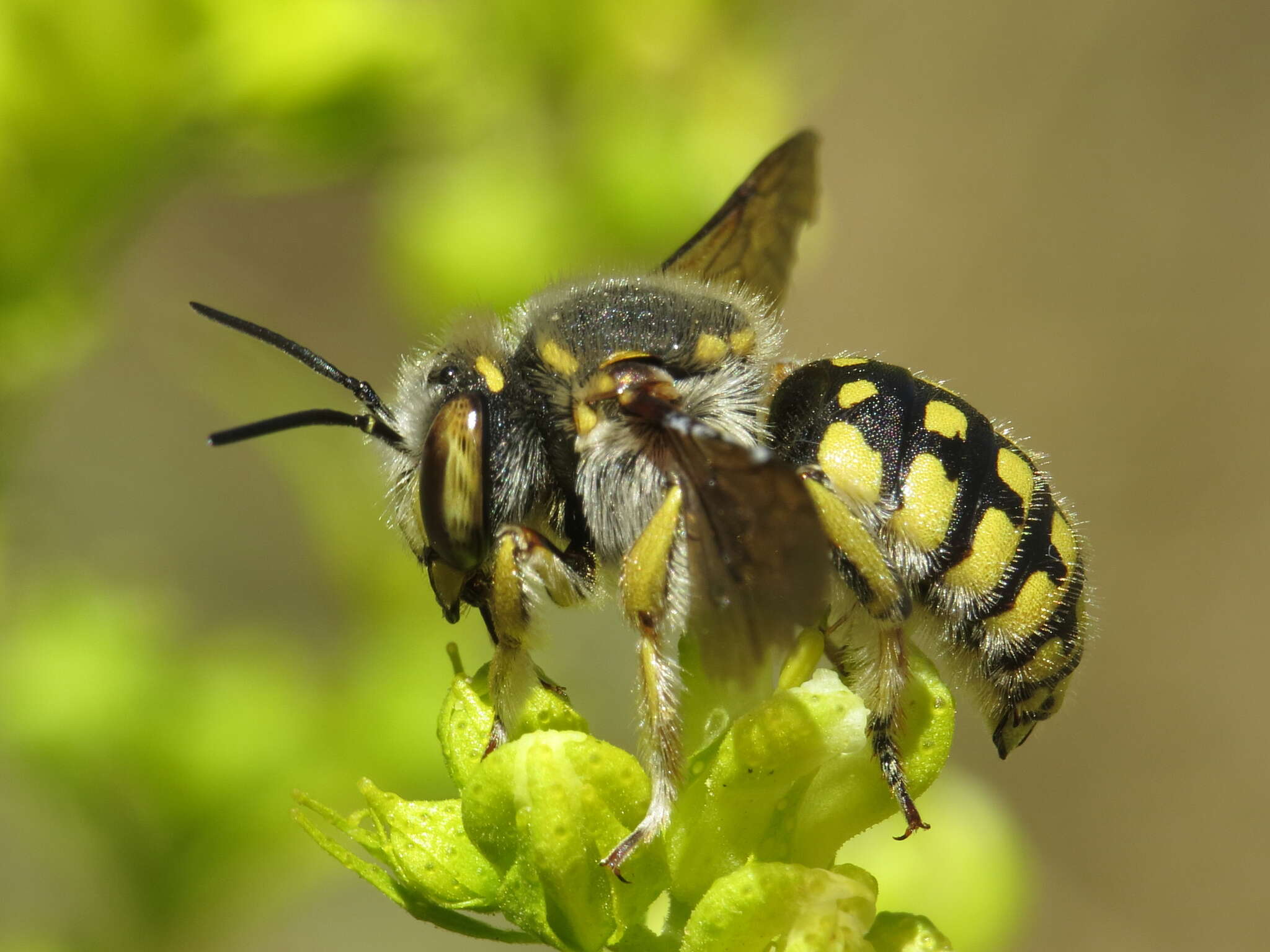 Image of Anthidium loti Perris 1852