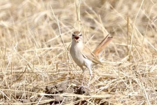 Image of Rufous Scrub Robin