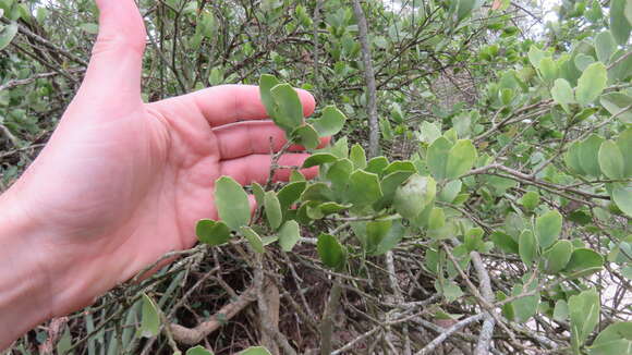 Image of Tricerma vitis-idaeum (Griseb.) Lundell