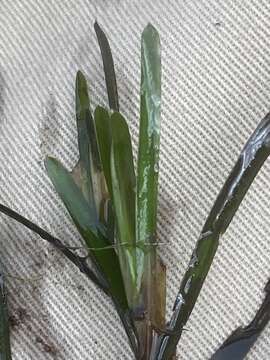 Image of Blunt-leaved Pondweed