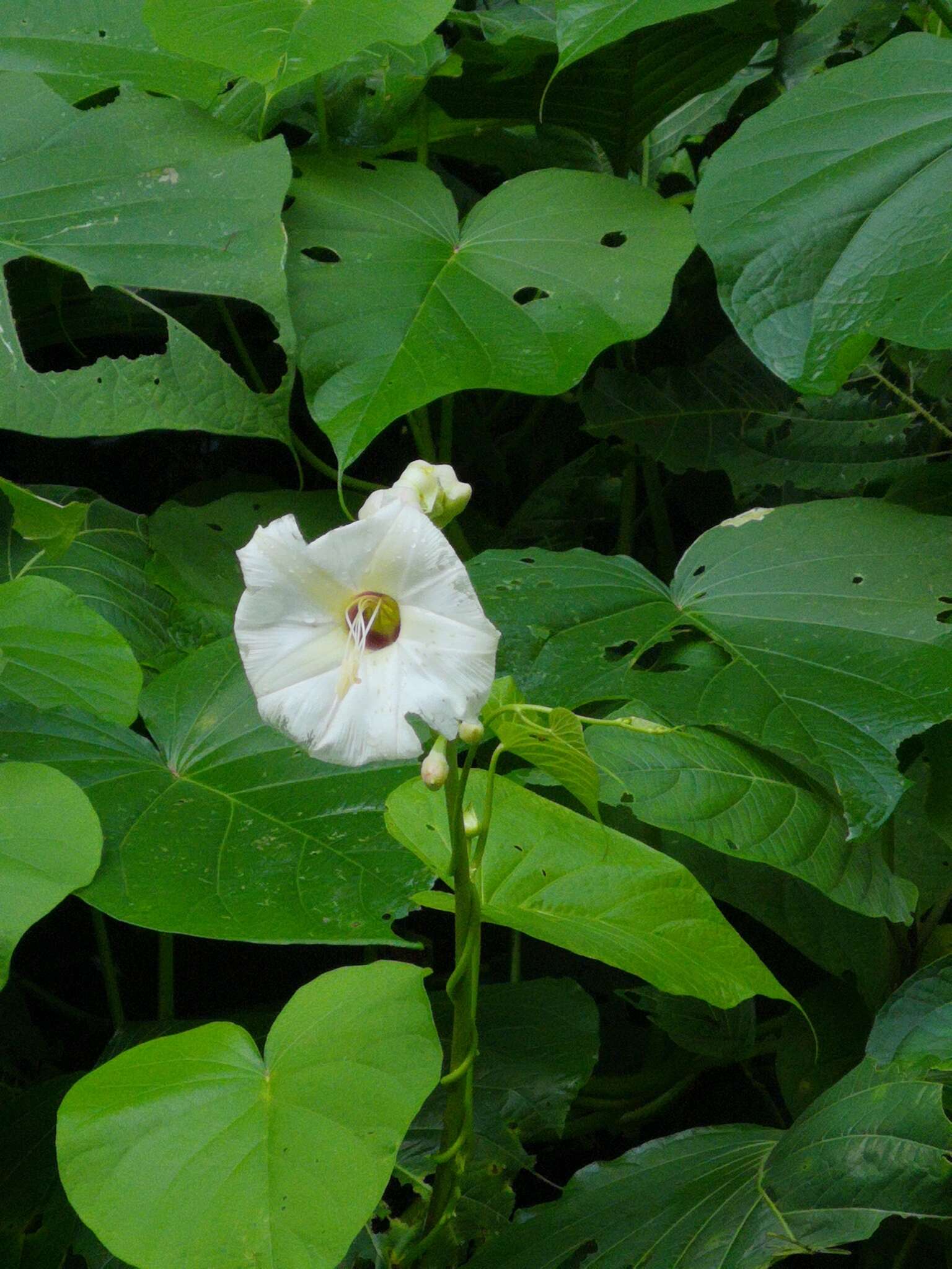 Image de Ipomoea santillanii O'Donell