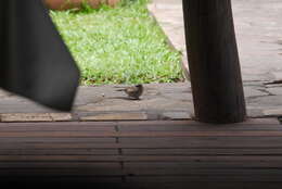 Image of Grey-headed Sparrow