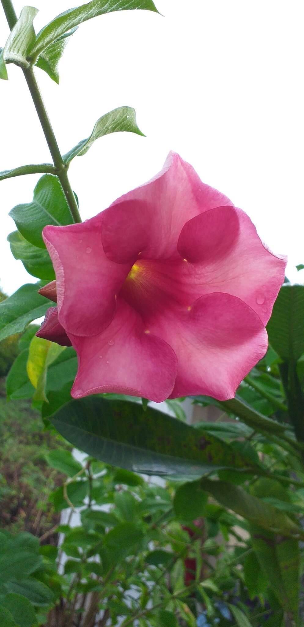 Image of purple allamanda