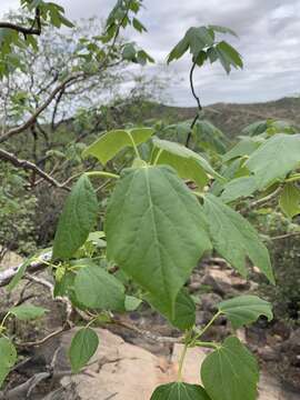 Image of Mpala-kaumbu