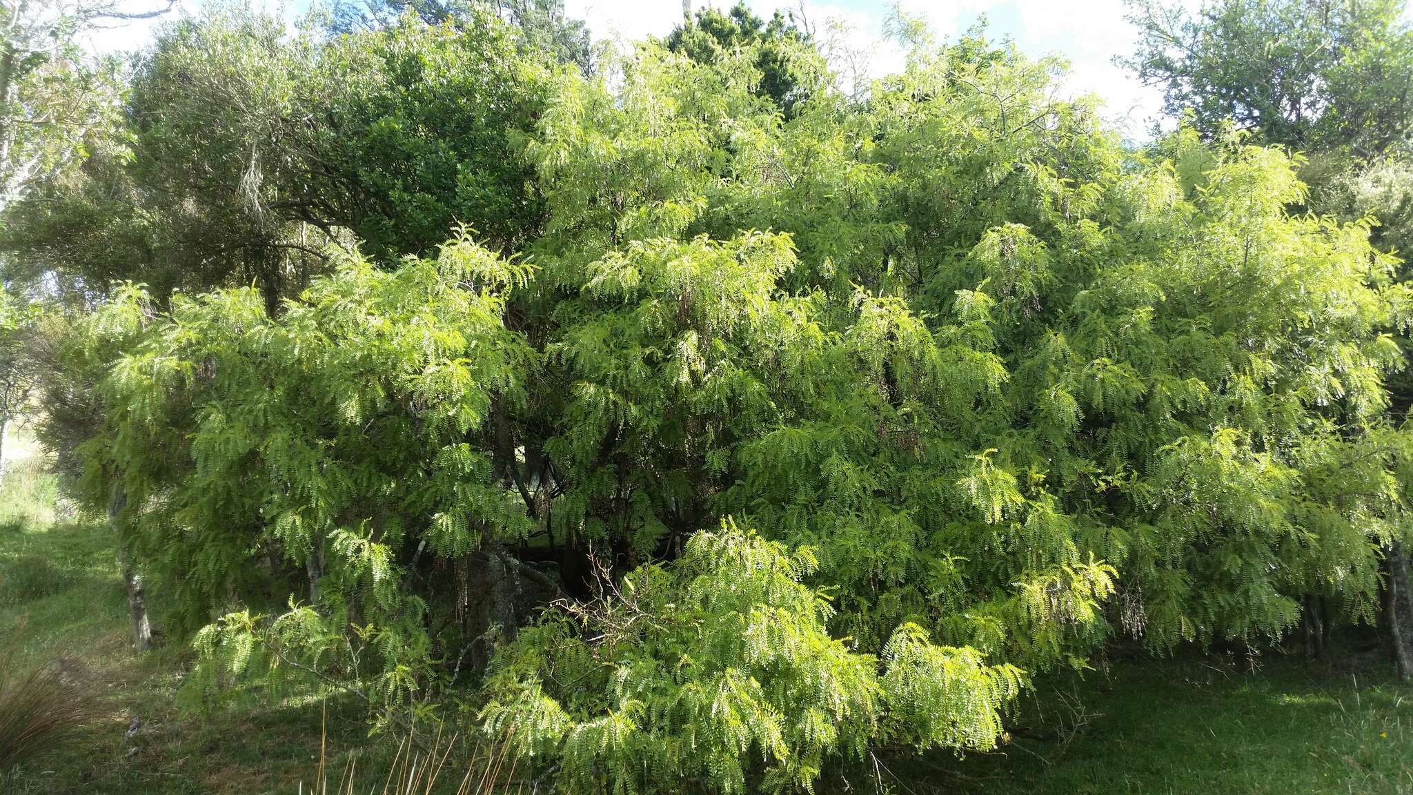 Image of North Island Kōwhai