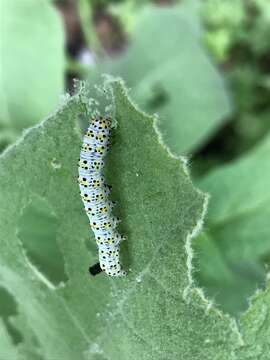 Image of Cucullia verbasci Linnaeus 1758