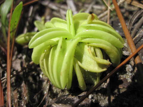 Image of blueflower butterwort