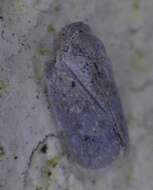 Image of Puerto rican planthopper