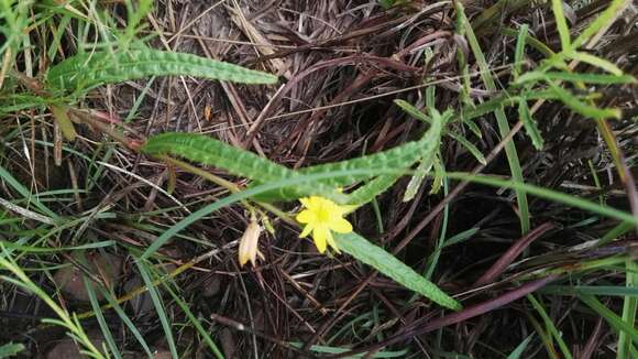 Imagem de <i>Chamaecrista comosa</i> var. <i>capricornia</i> (Stey.) Lock