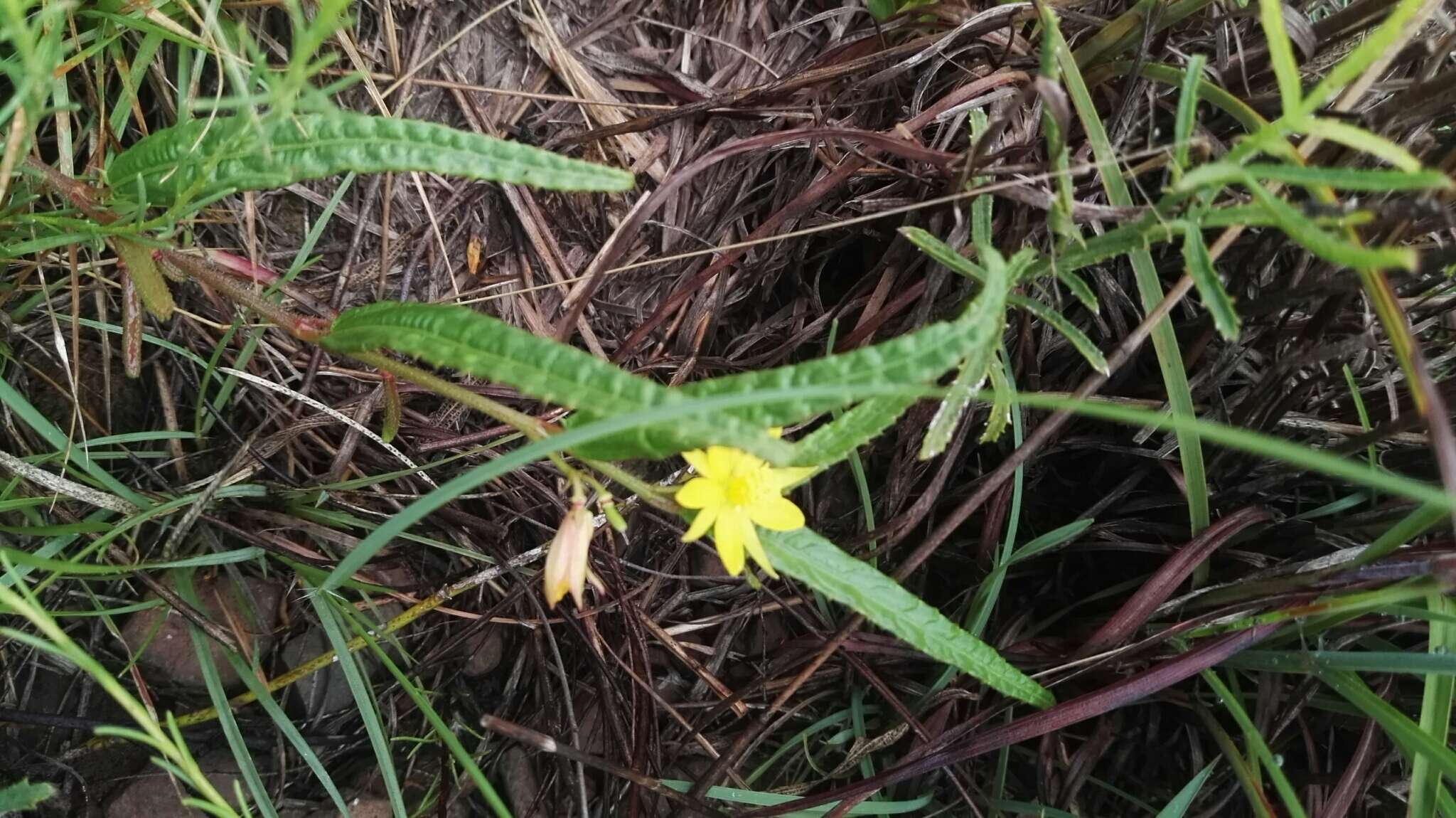 Imagem de <i>Chamaecrista comosa</i> var. <i>capricornia</i> (Stey.) Lock