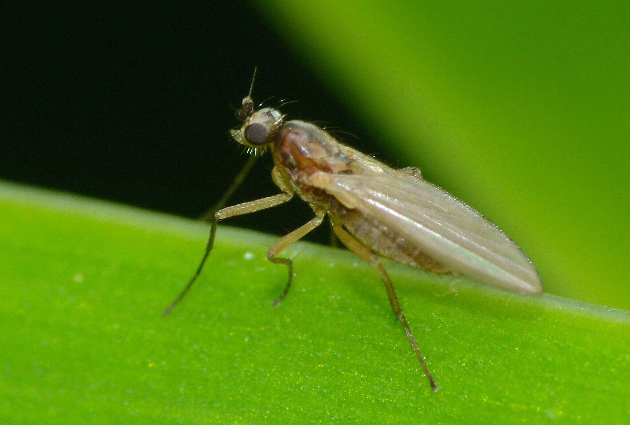 Image of Lonchoptera bifurcata (Fallen 1810)