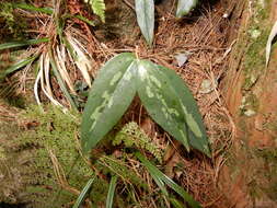Image of Smilax arisanensis Hayata