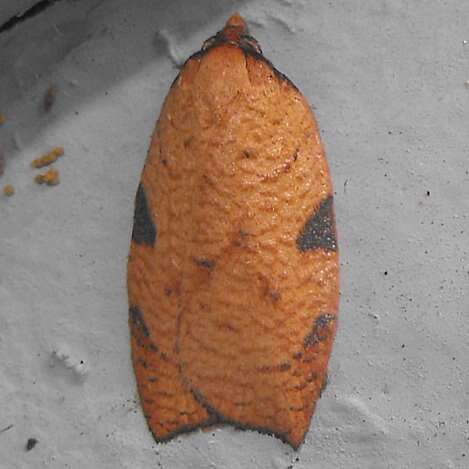 Image of Western Avocado Leafroller Moth