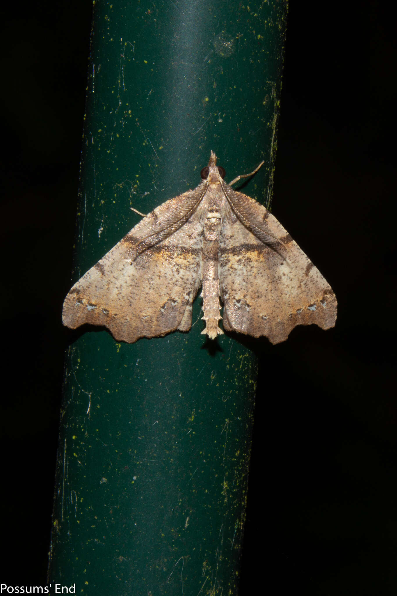 Image of brown fern moth