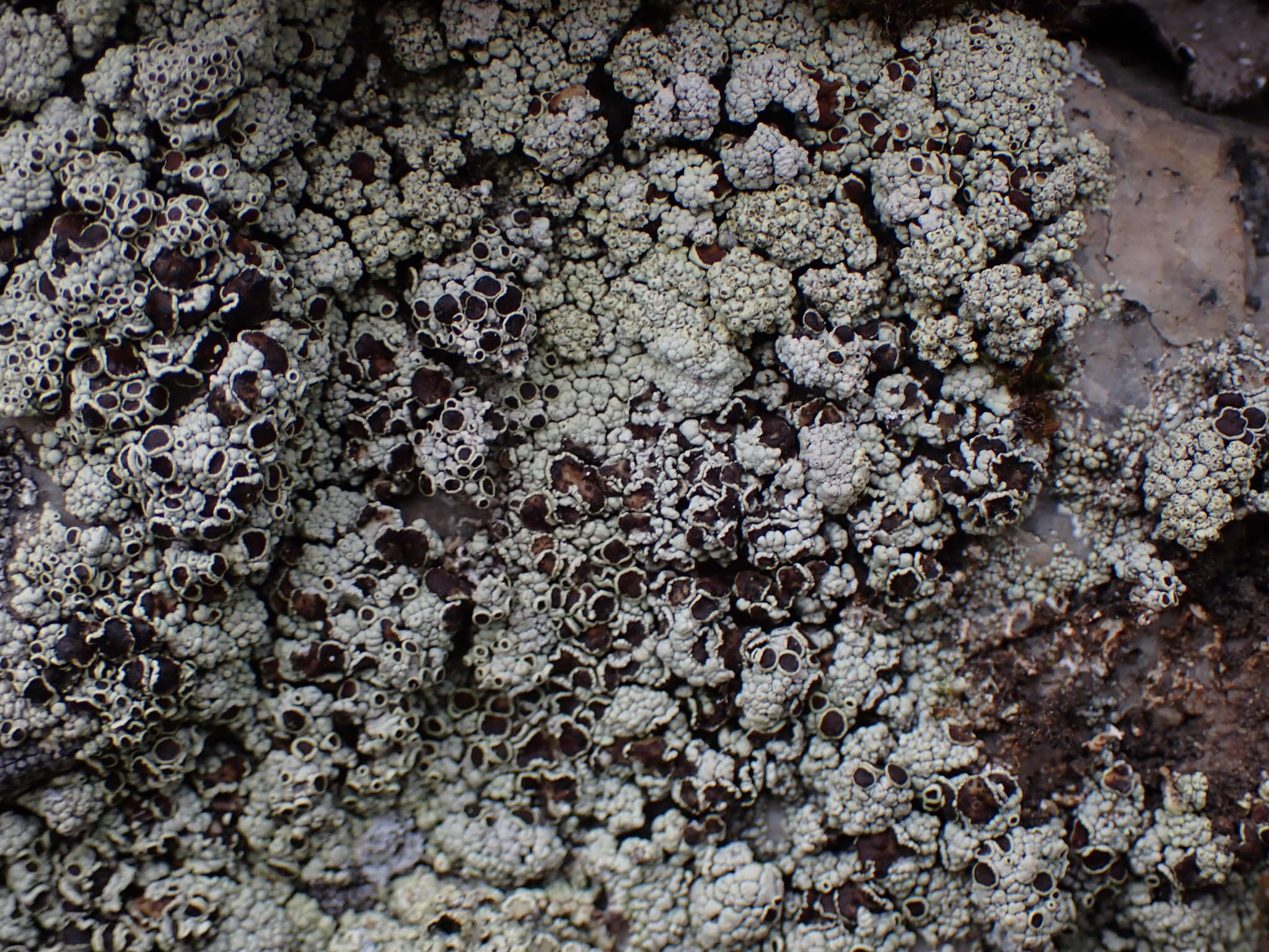 Imagem de Lecanora argopholis (Ach.) Ach.