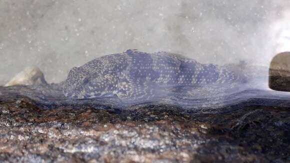 Image of Frillfin Goby