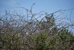 Image of Western Orphean Warbler