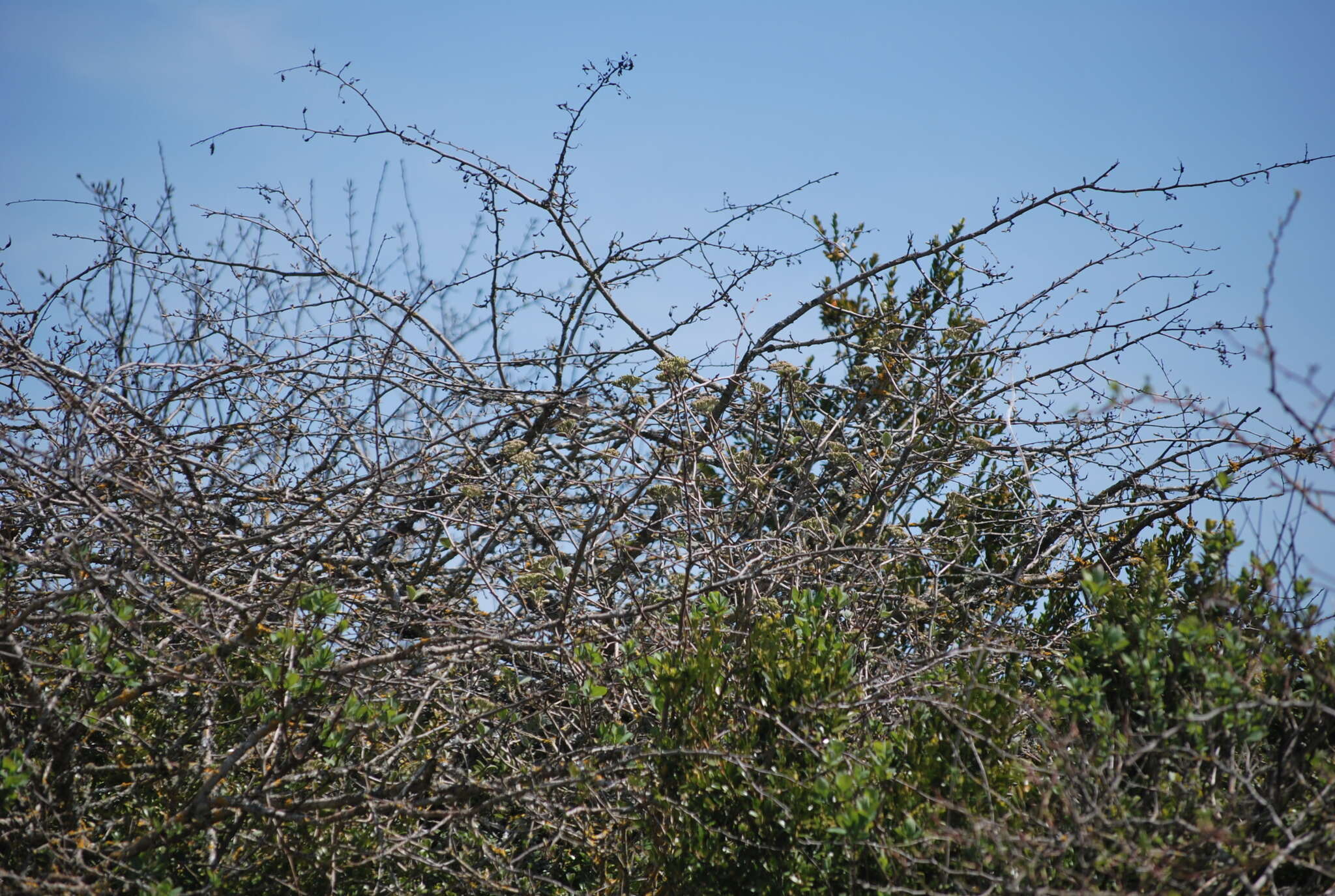 Image of Western Orphean Warbler