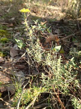 Image of Hibbertia australis N. A. Wakefield