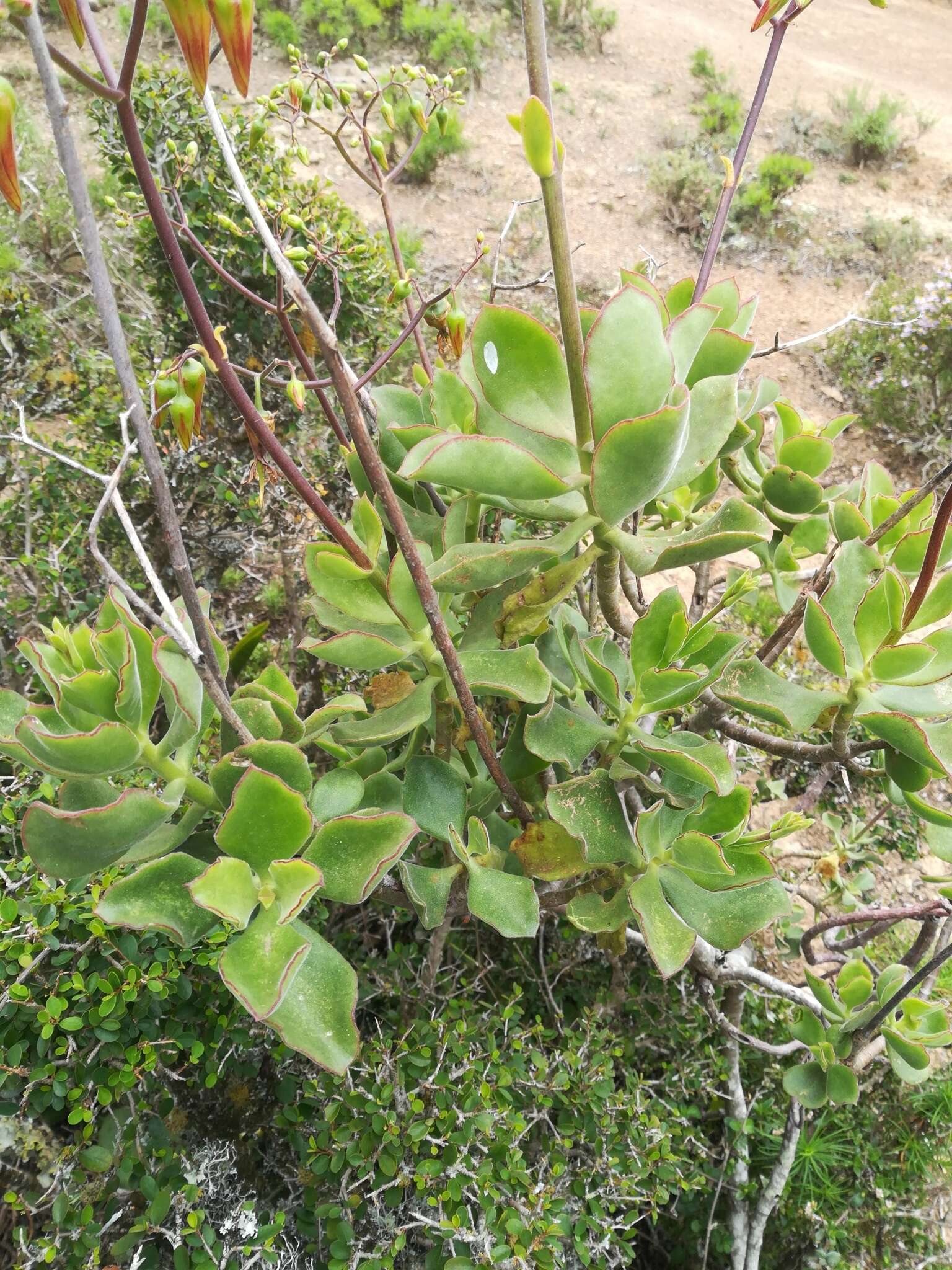 Image of Cotyledon velutina Hook. fil.