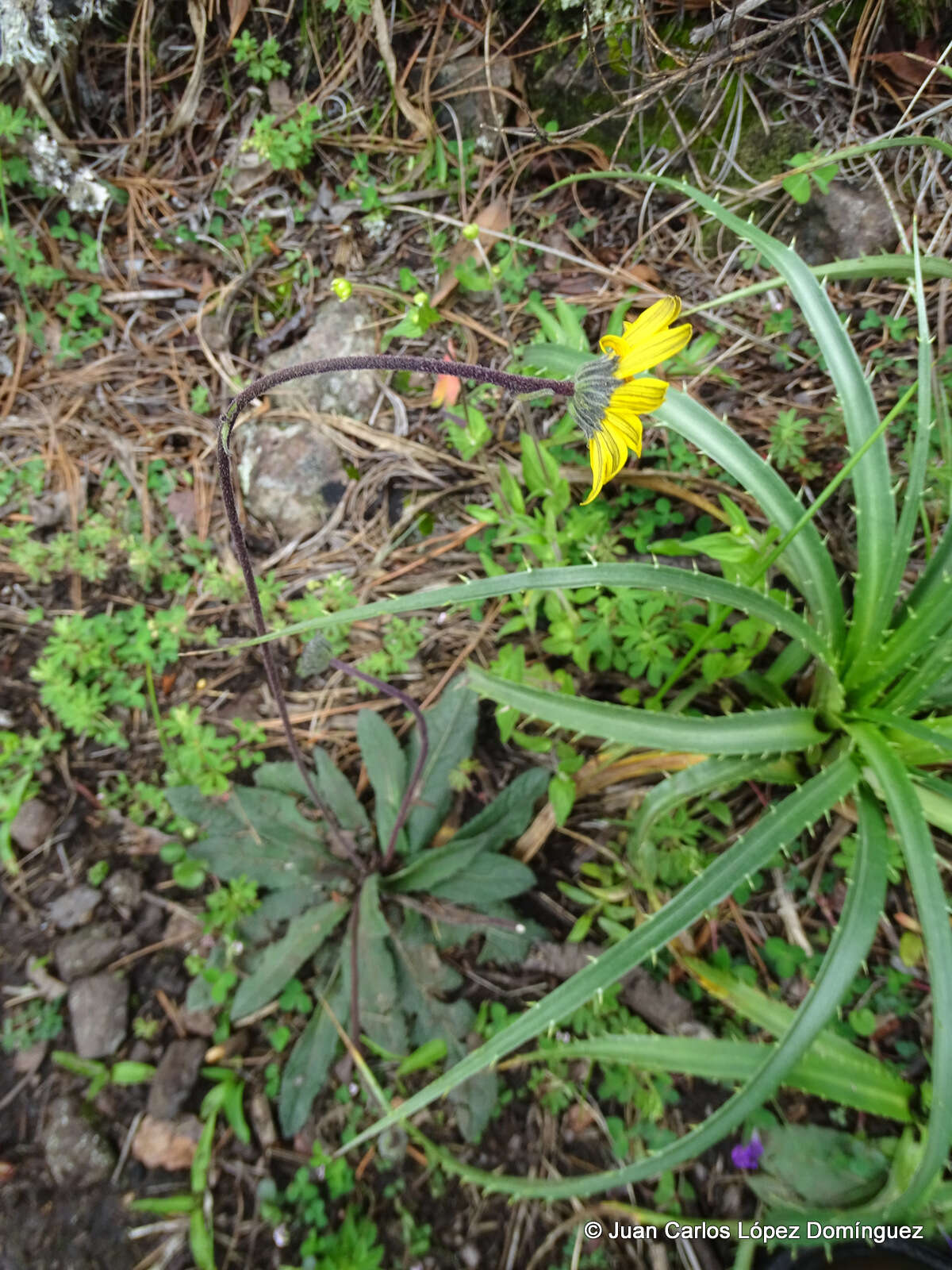 Imagem de Osbertia stolonifera (DC.) Greene