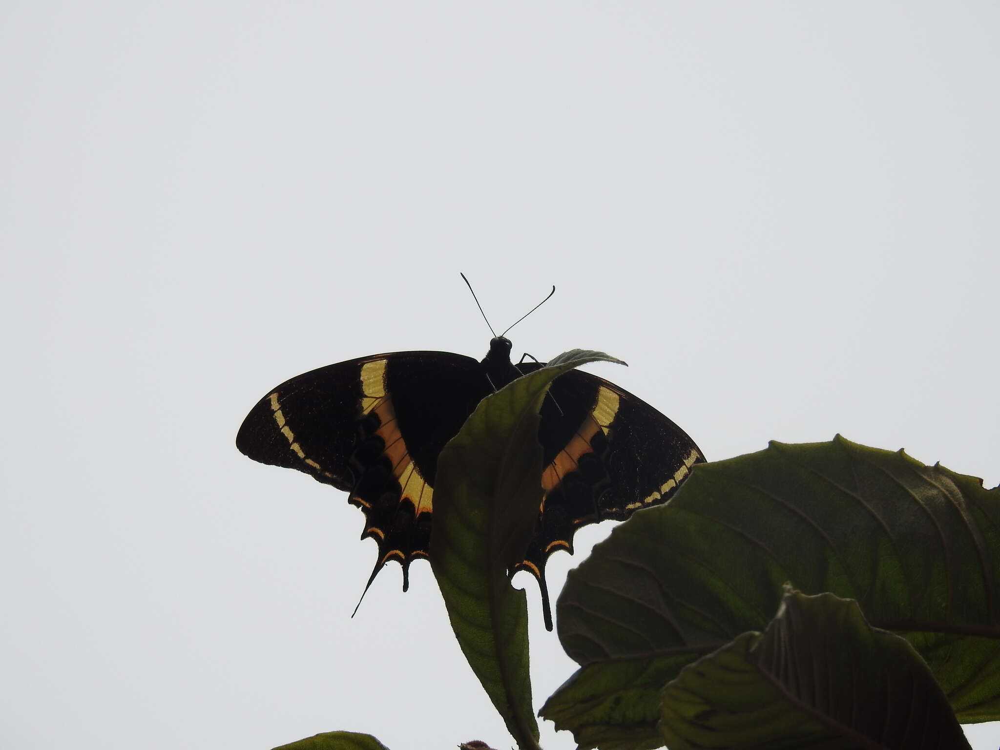 Image of <i>Papilio <i>garamas</i></i> garamas