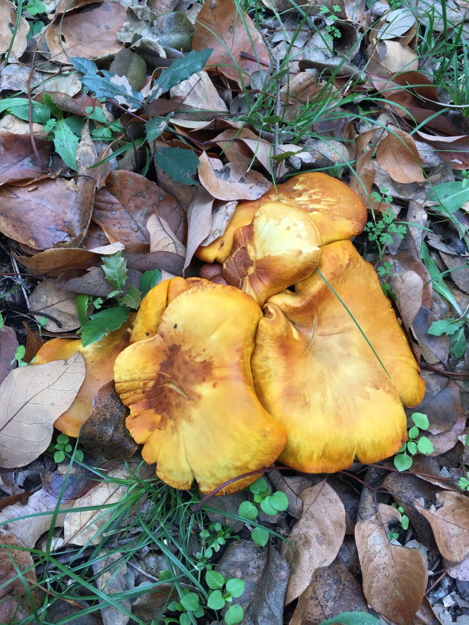 Plancia ëd Omphalotus subilludens (Murrill) H. E. Bigelow 1982